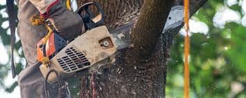 How Our Tree Care Process Works  in  Huntersville, NC