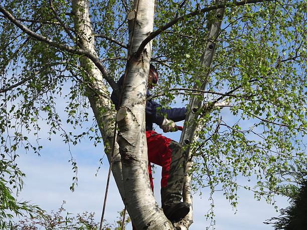 Trusted Huntersville, NC Tree Services Experts